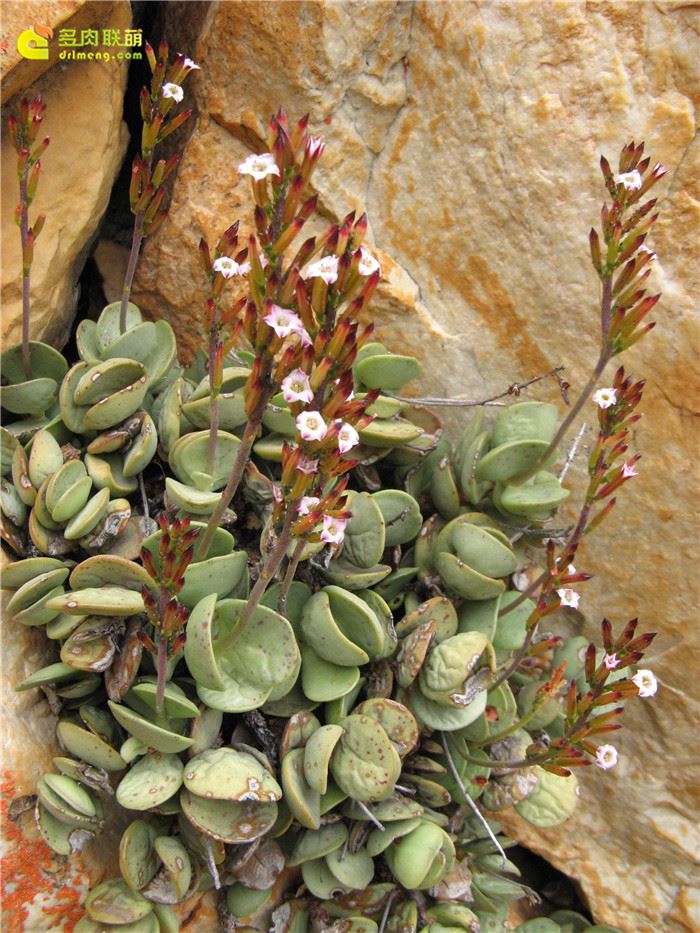 圆叶天章 Adromischus subdistichus