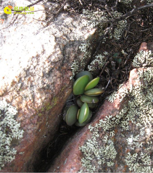 圆叶天章 Adromischus subdistichus