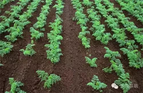 多肉植物颗粒土