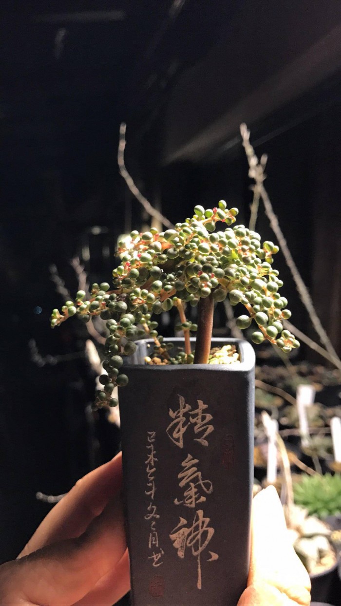 多肉植物露镜