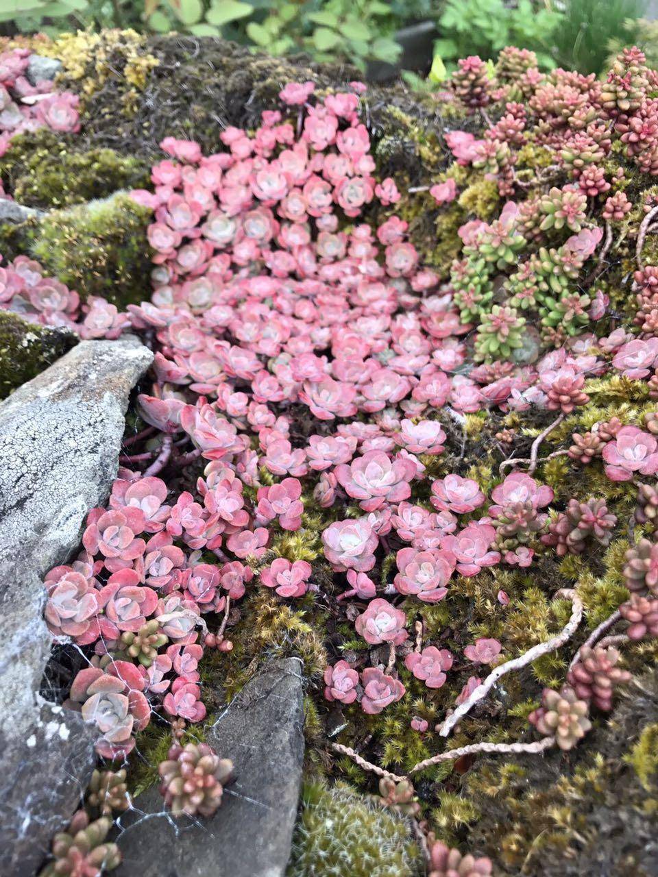 一方水土一方多肉