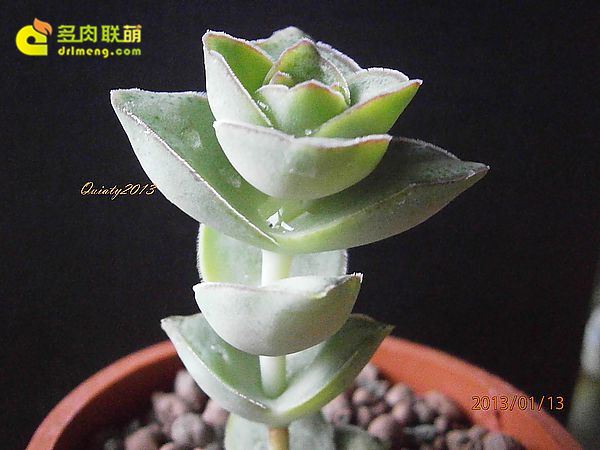 星王子 Crassula conjuncta