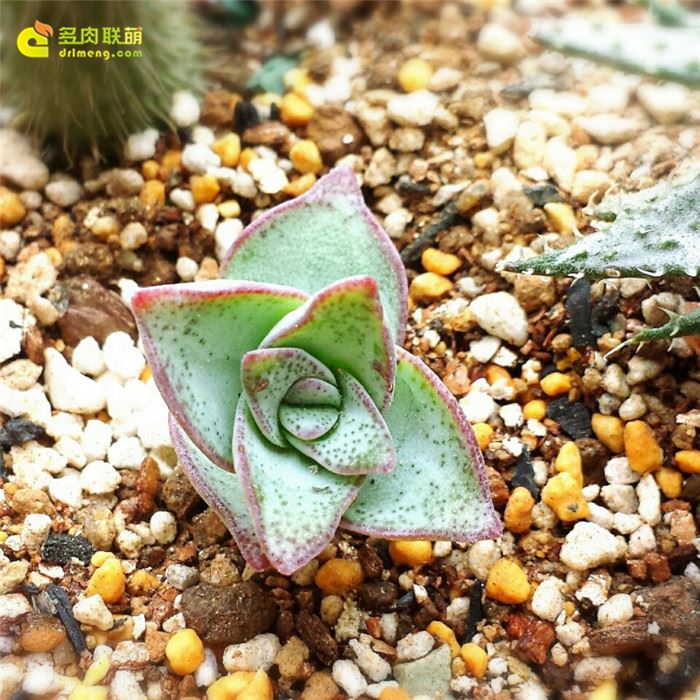 星王子 Crassula conjuncta