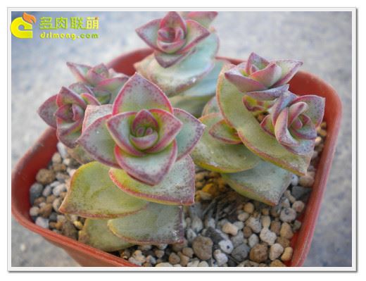 星王子 Crassula conjuncta