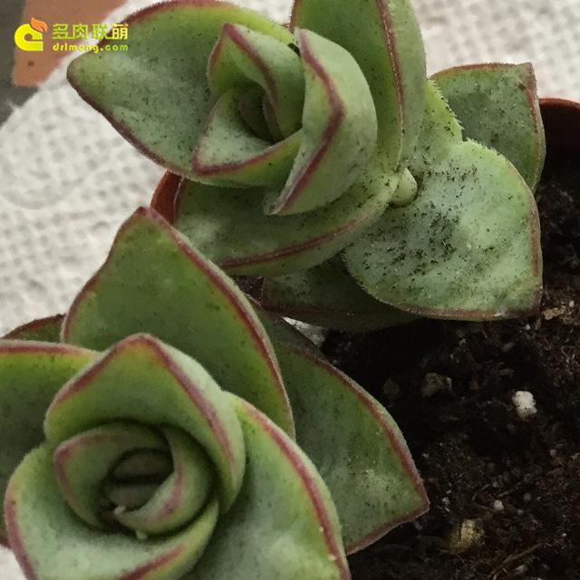 星王子 Crassula conjuncta