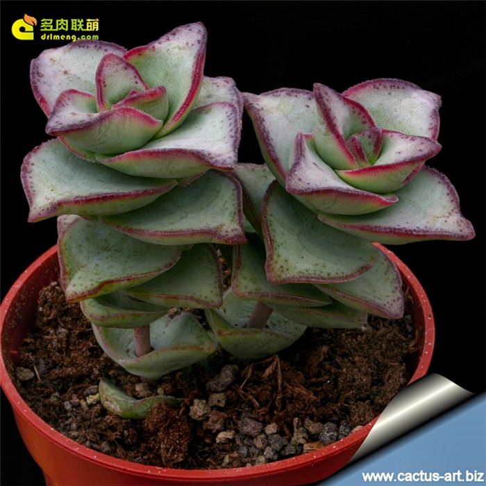 星王子 Crassula conjuncta