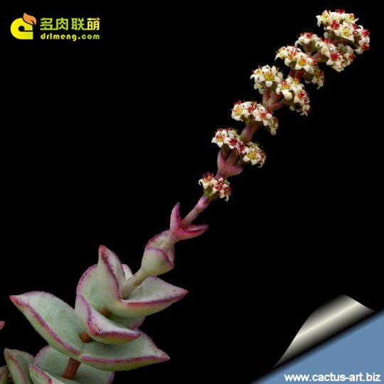 星王子 Crassula conjuncta 开花