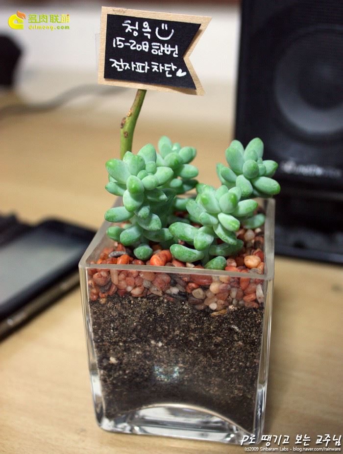 新玉缀 Sedum burrito