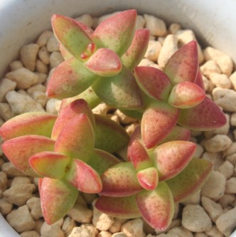 彦星/牵牛星 Crassula 'Hikobosi' 