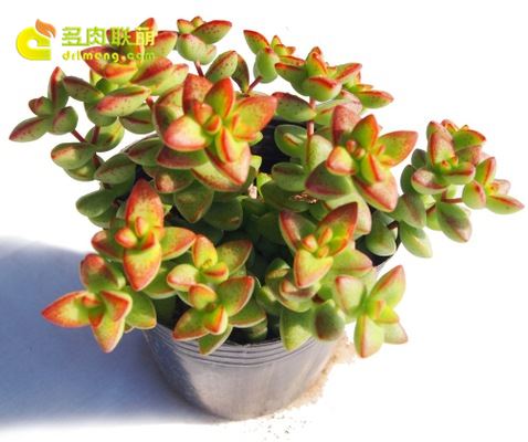 彦星/牵牛星 Crassula 'Hikobosi' 