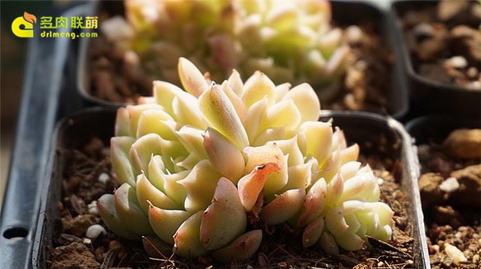 伊利亚 Echeveria Iria