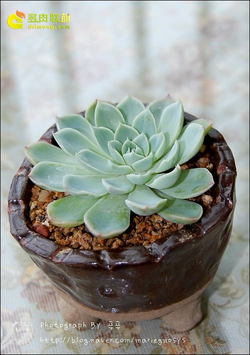 伊利亚 Echeveria Iria