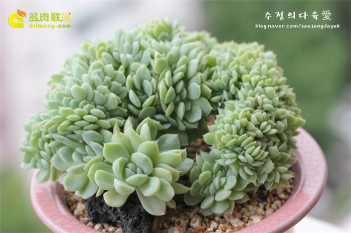 伊利亚 Echeveria Iria