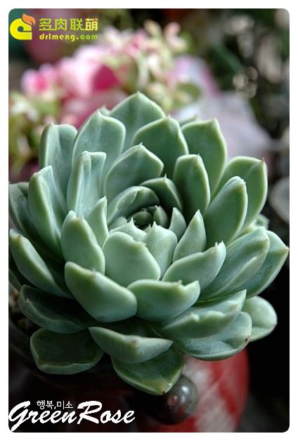 伊利亚 Echeveria Iria