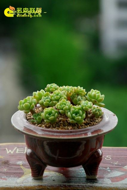 伊利亚 Echeveria cv. Iria