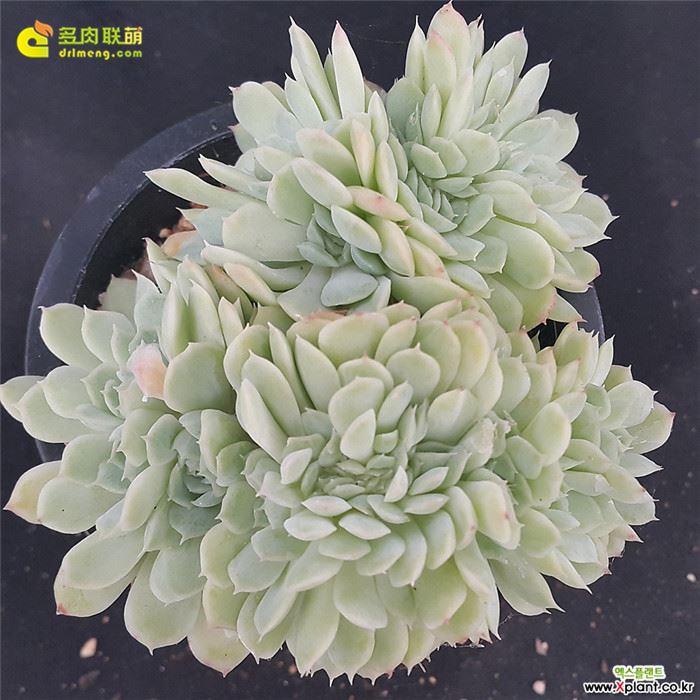 伊利亚缀化Echeveria cv. 'lria' f. cristata