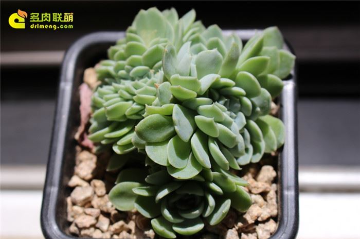 伊利亚缀化Echeveria cv. 'lria' f. cristata