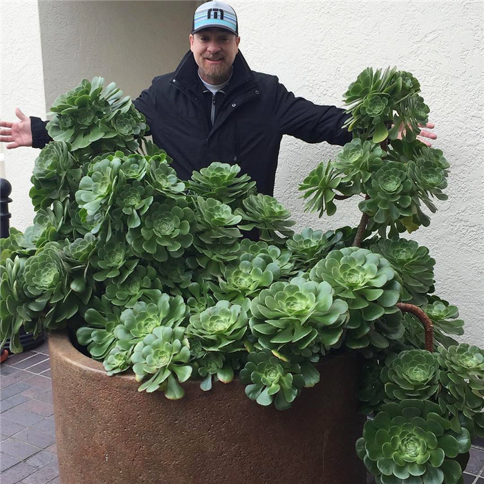 多肉植物的各种爆盆