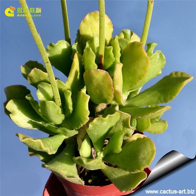 皱叶天章 Adromischus cristatus var. zeyherii