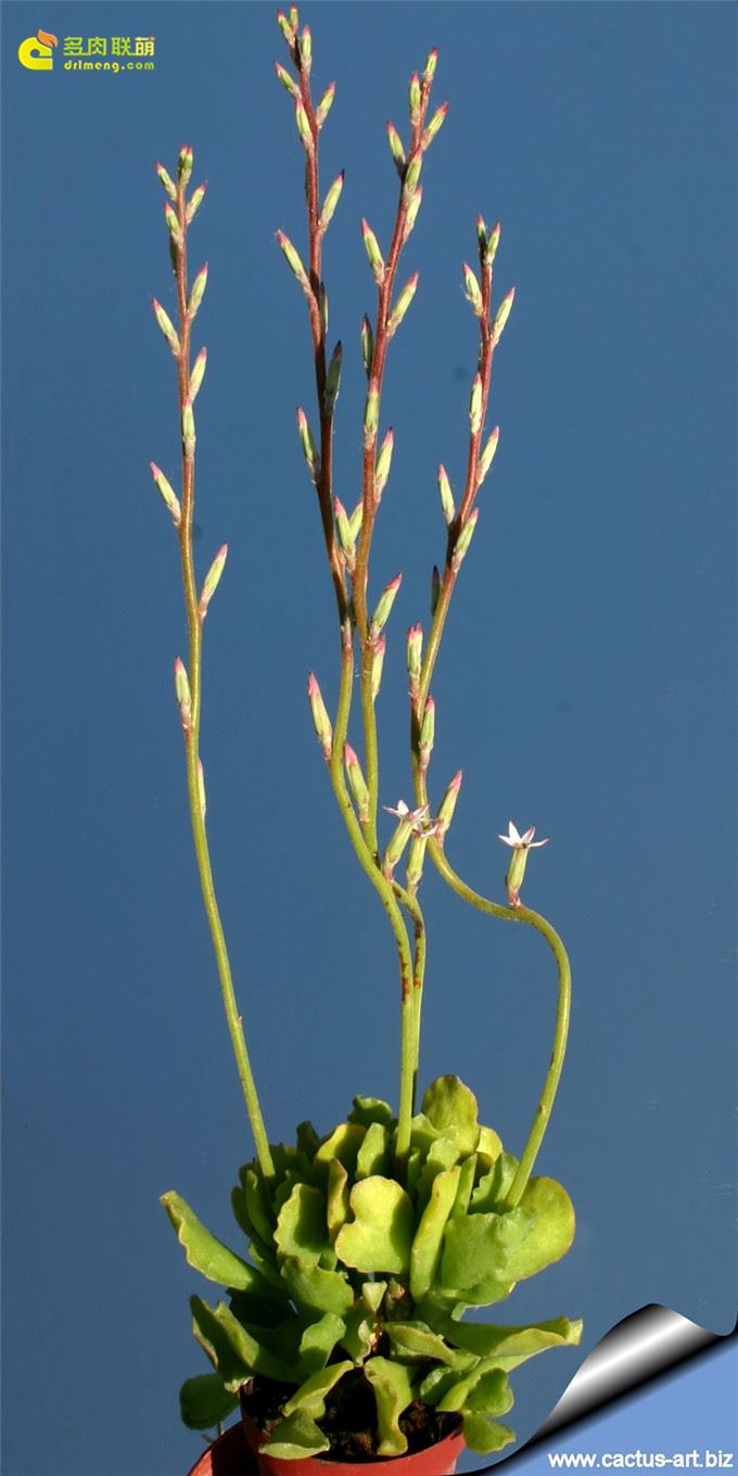 皱叶天章 Adromischus cristatus var. zeyherii