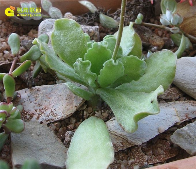 皱叶天章 Adromischus cristatus var. zeyherii