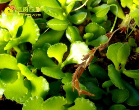 皱叶天章 Adromischus cristatus var. zeyherii