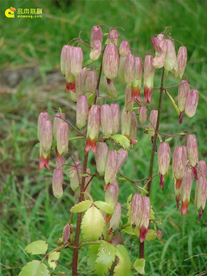 中叶不死鸟 Kalanchoe pinnata