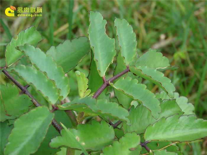 中叶不死鸟 Kalanchoe pinnata