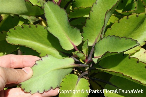 中叶不死鸟 Kalanchoe pinnata