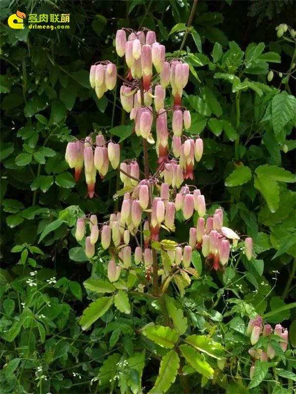 中叶不死鸟 Kalanchoe pinnata