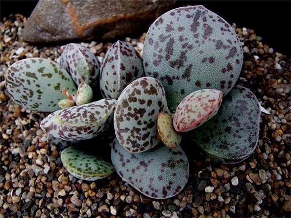 马丁水泡 Adromischus marianiae ‘bryan makin’