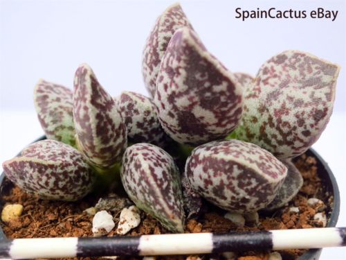 马丁水泡 Adromischus marianiae ‘bryan makin’