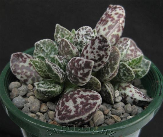 马丁水泡 Adromischus marianiae ‘bryan makin’