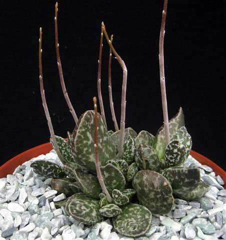 马丁水泡 Adromischus marianiae ‘bryan makin’