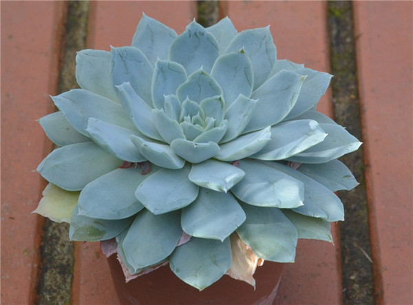 Echeveria simulans,Pajonal帕霍纳尔