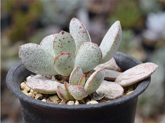 星点白肌天章 Adromischus　SP AJA cuitewaal Dodie