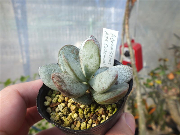 星点白肌天章 Adromischus　SP AJA cuitewaal Dodie