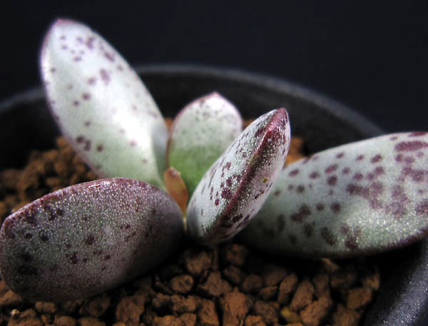 星点白肌天章 Adromischus　SP AJA cuitewaal Dodie