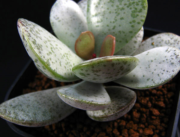 星点白肌天章 Adromischus　SP AJA cuitewaal Dodie