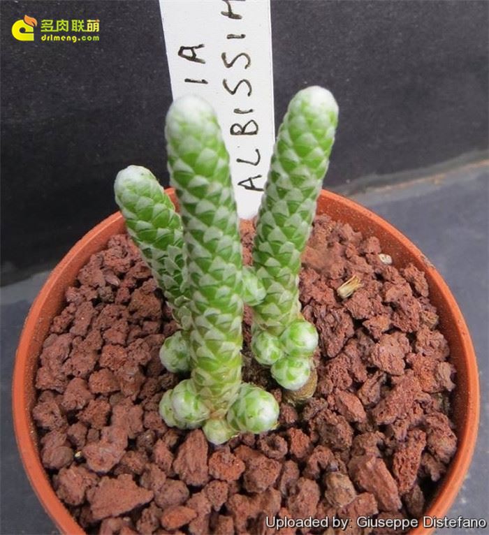 妖精之舞 Avonia albissima