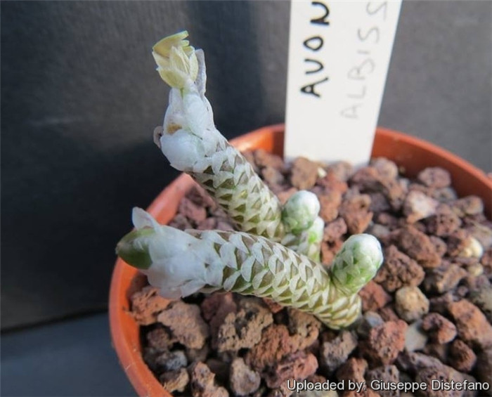 妖精之舞 Avonia albissima