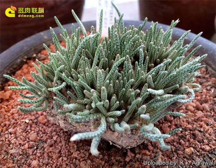 白花韧锦 Avonia quinaria ssp. alstonii