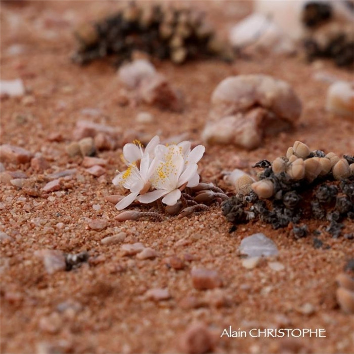 白花韧锦 Avonia quinaria ssp. alstonii