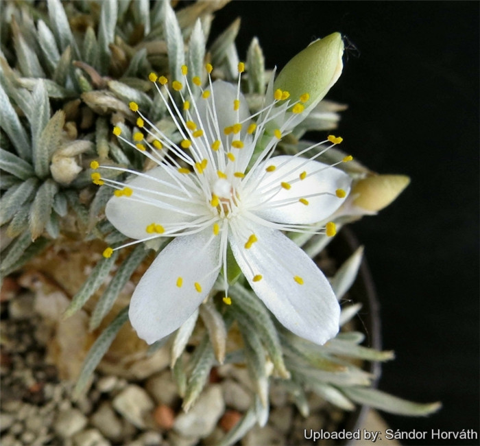 白花韧锦 Avonia quinaria ssp. alstonii