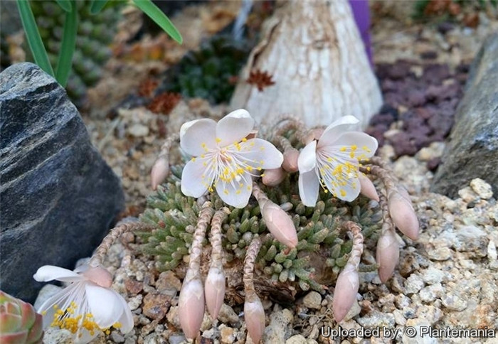 白花韧锦– 多肉联萌