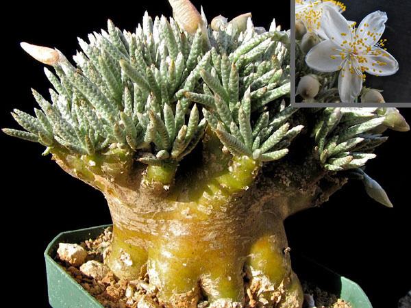 白花韧锦– 多肉联萌