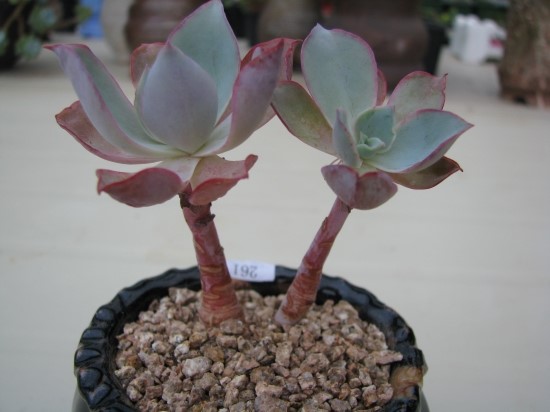 白玫瑰 Echeveria White Rose