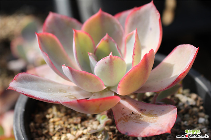 白玫瑰 Echeveria White Rose 