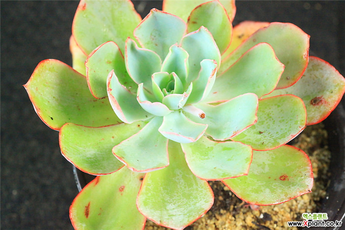 白玫瑰 Echeveria White Rose 