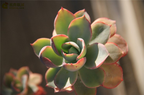 白玫瑰 Echeveria White Rose